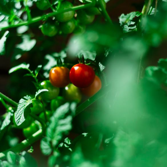 Blühender Rosenbogen